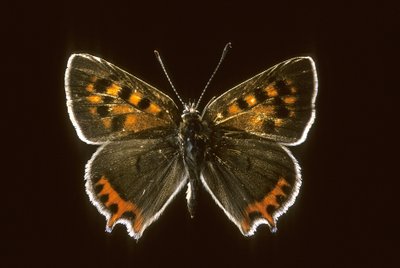 Lycaena phlaeas / النحاس الشائع بواسطة تشارلز هنري جوزيف ليكيرت