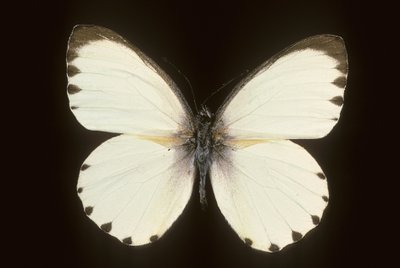 Mylothris أنا ابتلع بواسطة تشارلز هنري جوزيف ليكيرت