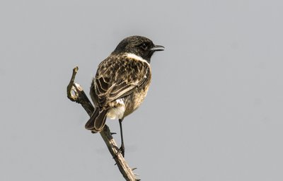 Saxicola torquata / Dawler / Common Stonechat بواسطة تشارلز هنري جوزيف ليكيرت