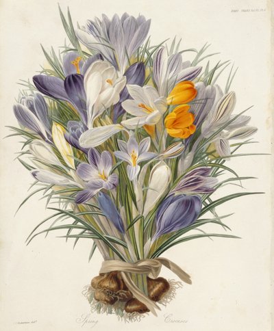 Spring Crocuses ، لوحة من معاملات جمعية البستنة ، لندن ، المجلد السابع ، 1830 (النقش اليدوي) بواسطة تشارلز جون روبرتسون