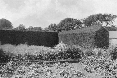 Box Hedges in Kitchen Garden (b/w photo) بواسطة تشارلز لاثام