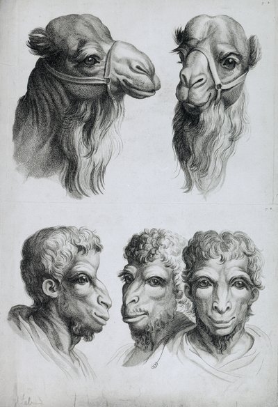 أوجه الشبه بين رأس جمل ورجل ، من كتاب بورتريه لمن يبدأ في الرسم بقلم لو برون بواسطة تشارلز لو برون