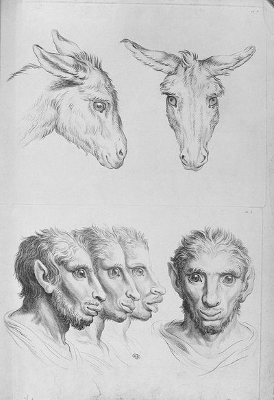 أوجه الشبه بين رأس حمار ورجل ، من كتاب بورتريه لأولئك الذين بدأوا في الرسم بقلم لو برون بواسطة تشارلز لو برون