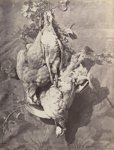 [لا تزال الحياة مع لعبة الطيور] ، 1859. بواسطة تشارلز نيجري