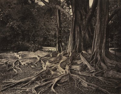 المطاط شجرة ، آسام ، الهند Ficus Elastica ، حوالي 1880s. بواسطة تشارلز ت