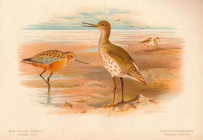 بار الذيل Godwit Limosa rufa ، Common Redshank Totanus ، 1900 ، 1900 بواسطة تشارلز ويمبر