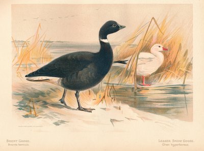 Brent Goose Branta bernicla، Lesser Snow Goose Chen hyperboreus، 1900، 1900 بواسطة تشارلز ويمبر