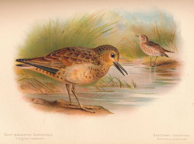 العفريت الرملي Tringites rufescns، Bartrams Sandpiper Bartramia longicauda ، 1900 بواسطة تشارلز ويمبر