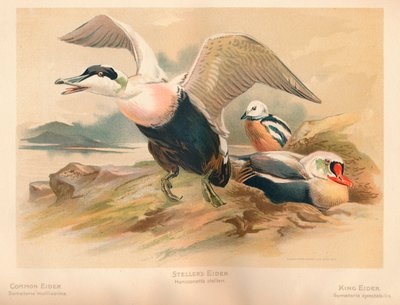 العيدر المشتركة Somateria mollissima ، Stellers Eider Heniconnetta stelleri ، King Eider Somateria بواسطة تشارلز ويمبر