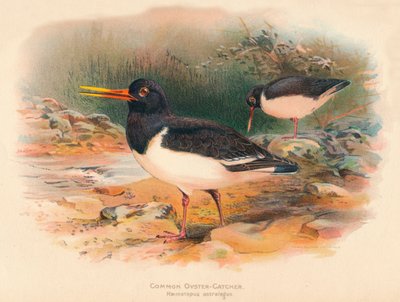 المحار الماسك المشترك Haematopus ostralegus ، 1900 ، 1900 بواسطة تشارلز ويمبر