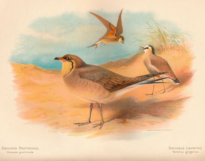 Pratincola الشائعة Glareola pratincola ، مؤنس Lapwing Vanellus ، 1900 ، 1900 بواسطة تشارلز ويمبر
