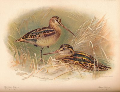 Snipe Gallinago scolopacina ، Jack Snipe Limnocryptes gallinula ، 1900 ، 1900 بواسطة تشارلز ويمبر