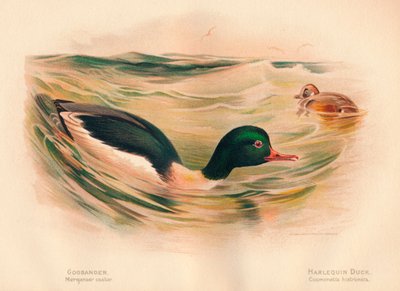 عجلة Goosander Merganser ، Harlequin Duck Cosmonetta histrionica ، 1900 ، 1900 بواسطة تشارلز ويمبر