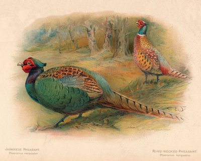 الدراج الياباني Phasaianus versicolor ، الدراج ذو العنق الحلقي Phasaianus torquatus ، 1900 ، 190 بواسطة تشارلز ويمبر