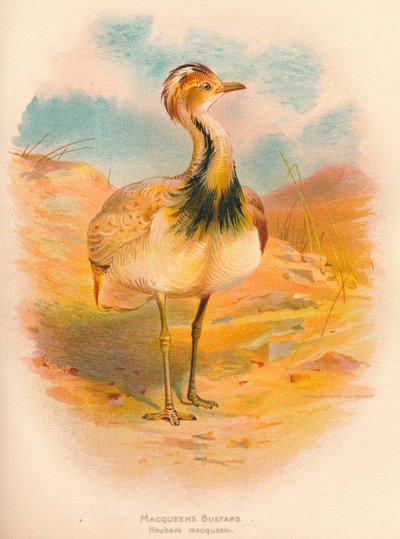 Macqueens Bustard Houbara macqueeni ، 1900 ، 1900 بواسطة تشارلز ويمبر