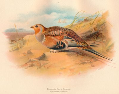 Pallass Sand-Grouse Syrrhaptes paradoxus ، 1900 ، 1900 بواسطة تشارلز ويمبر