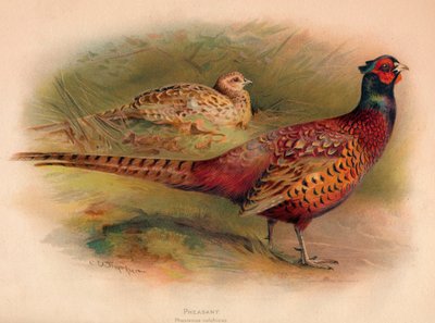 الدراج Phasianus colchicus ، 1900 ، 1900 بواسطة تشارلز ويمبر