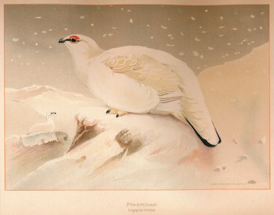 Ptarmigan lagopus الكلام ، 1900 ، 1900 بواسطة تشارلز ويمبر