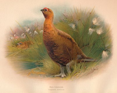 Red Grouse Lagopus scoticus ، 1900 ، 1900 بواسطة تشارلز ويمبر