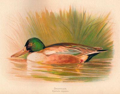 Shoveler Spatula clypeata ، 1900 ، 1900 بواسطة تشارلز ويمبر