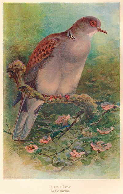 Turtle Dove Turtle Dove السلاحف ، 1900 ، 1900 بواسطة تشارلز ويمبر