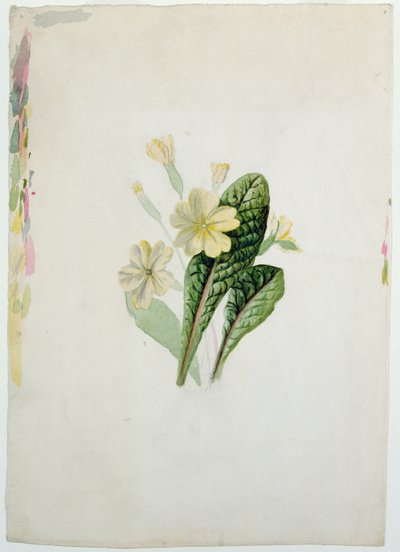 دراسة زهرة الربيع ، c.1830 (مرحاض على ورق) بواسطة شارلوت برونتي