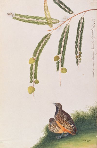 Barred Buttonquail ، من رسومات الطيور من ملقا ، ج 1805-18 (مرحاض على ورق) بواسطة المدرسة الصينية