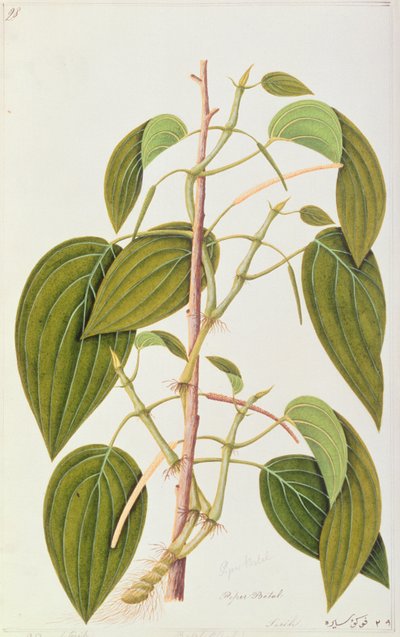 أوراق التنبول ، من خمسة وخمسون رسمًا للنباتات الطبية في ملقا ، المجلد 1 ، c.1805-18 (مرحاض على ورق) بواسطة المدرسة الصينية