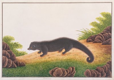 Binturong ، من رسومات الحيوانات والحشرات والزواحف من ملقا ، c 18080-18 (مرحاض وغواش على ورق) بواسطة المدرسة الصينية