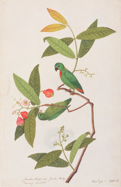ببغاء معلق تيجان أزرق ، من رسومات طيور من ملقا ، c.1805-18 (مرحاض على ورق) بواسطة المدرسة الصينية