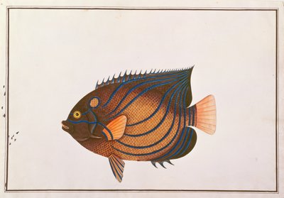 Angelfish الحلقية الزرقاء ، من رسومات الأسماك من ملقا ، c.1805-18 (مرحاض على ورق) بواسطة المدرسة الصينية