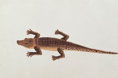 التمساح Boo-ay-ah ، من رسومات الحيوانات والحشرات والزواحف من ملقا ، c.1805-18 (مرحاض وغواش على ورق) بواسطة المدرسة الصينية