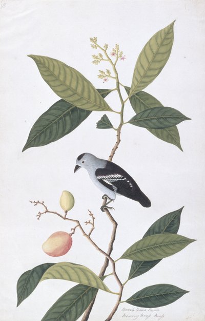 بوا نوى حوا ، من رسوم الطيور من ملقا ، ج 1805-18 (مرحاض على ورق) بواسطة المدرسة الصينية