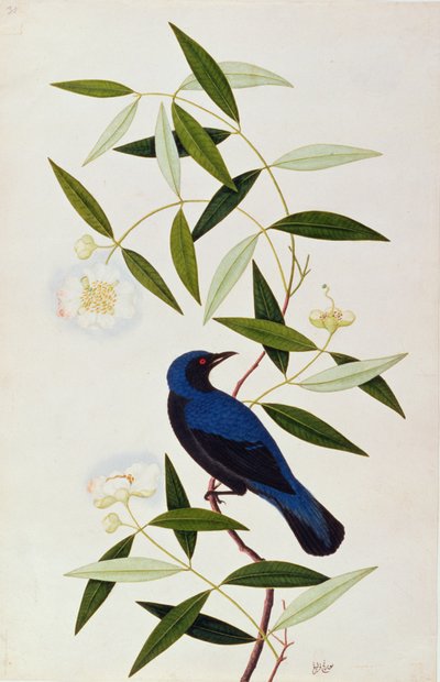 بورة فارلة ، من رسومات الطيور من ملقا ، ج 1805-18 (مرحاض على ورق) بواسطة المدرسة الصينية