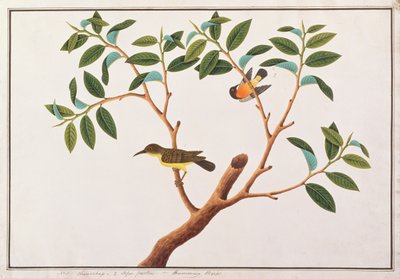 سنبيرد ذو حنجرة وبني سنجبير ، من رسوم الطيور من ملقا ، c.1805-18 (مرحاض على ورق) بواسطة المدرسة الصينية