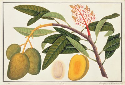 Buihang Mangifera ، من رسوم نباتات من ملقا ، ج 1805-18 (مرحاض على ورق) بواسطة المدرسة الصينية