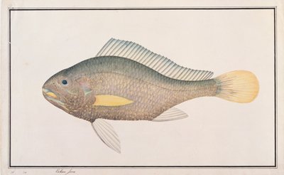 متذمر ، من رسومات الأسماك من ملقا ، ج 1805-18 (مرحاض على ورق) بواسطة المدرسة الصينية
