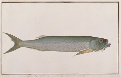 Dorab Wolf-herring ، من رسومات أسماك من ملقا ، c.1805-18 (مرحاض على ورق) بواسطة المدرسة الصينية