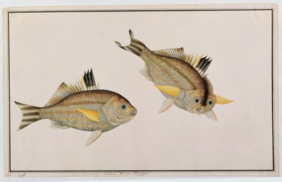 Eekan King-kerong ، من رسومات أسماك من ملقا ، c.1805-18 (مرحاض على ورق) بواسطة المدرسة الصينية