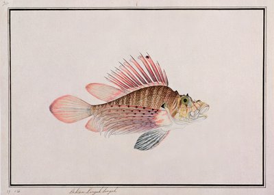 إيكان لينقة سينغاه ، من رسومات أسماك ملقا ، ج 1805-18 (مرحاض على ورق) بواسطة المدرسة الصينية