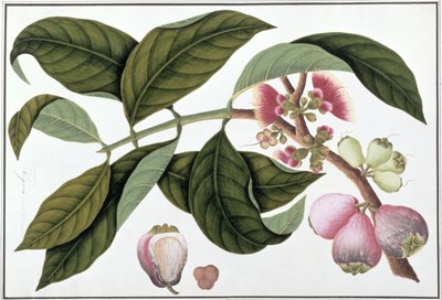 يوجينيا أو Jamboo Teloie poote ، من رسوم نباتات من ملقا ، c.1805-18 (مرحاض على ورق) بواسطة المدرسة الصينية