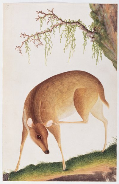 تزلف ، من رسومات الحيوانات والحشرات والزواحف من ملقا ، c.1805-18 (مرحاض وغواش على ورق) بواسطة المدرسة الصينية