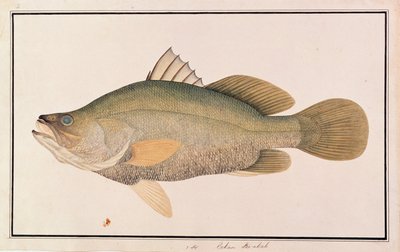 جثم البحر العملاق ، من رسومات الأسماك من ملقا ، ج 1805-18 (مرحاض على ورق) بواسطة المدرسة الصينية