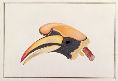 القرن الكبير ، من رسومات الطيور من ملقا ، ج 1805-18 (مرحاض على ورق) بواسطة المدرسة الصينية