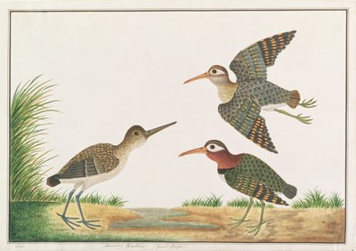 قنص كبير مصبوغ ، من رسومات الطيور من ملقا ، ج 1805-18 (مرحاض على ورق) بواسطة المدرسة الصينية