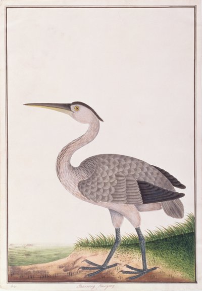 غراي هيرون ، من رسومات الطيور من ملقا ، ج 1805-18 (مرحاض على ورق) بواسطة المدرسة الصينية