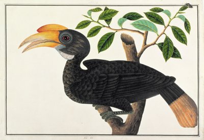 Ke ke، from Drawings of Birds from Malacca، c.1805-18 (مرحاض على ورق) بواسطة المدرسة الصينية