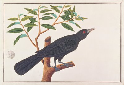كويل ، من رسومات الطيور من ملقا ، c.1805-18 (مرحاض على ورق) بواسطة المدرسة الصينية