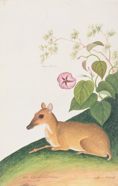 موسى الصغرى ، من رسومات الحيوانات والحشرات والزواحف من ملقا ، c 18080-18 (مرحاض وغواش على ورق) بواسطة المدرسة الصينية