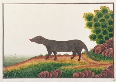 النمس ، من رسومات الحيوانات والحشرات والزواحف من ملقا ، c.1805-18 (الغواش ومرحاض على الورق) بواسطة المدرسة الصينية